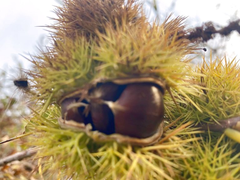 Spring Walk in Alemdağ Forest: Meeting with Nature