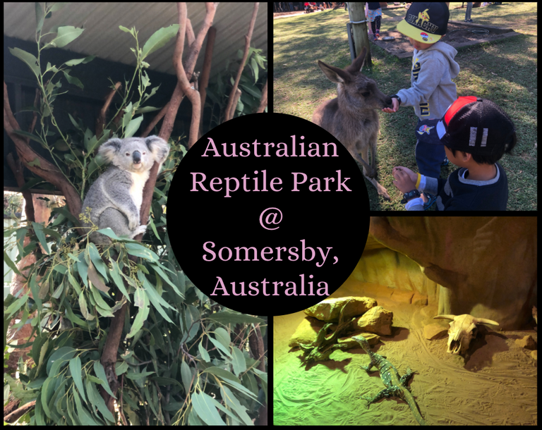 Australian Reptile Park @ Somersby, Australia.png