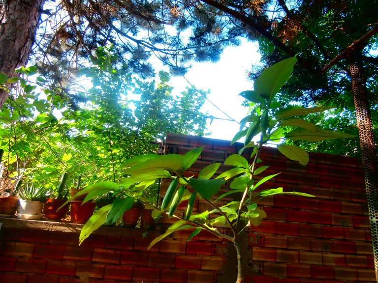 P6170009.JPG