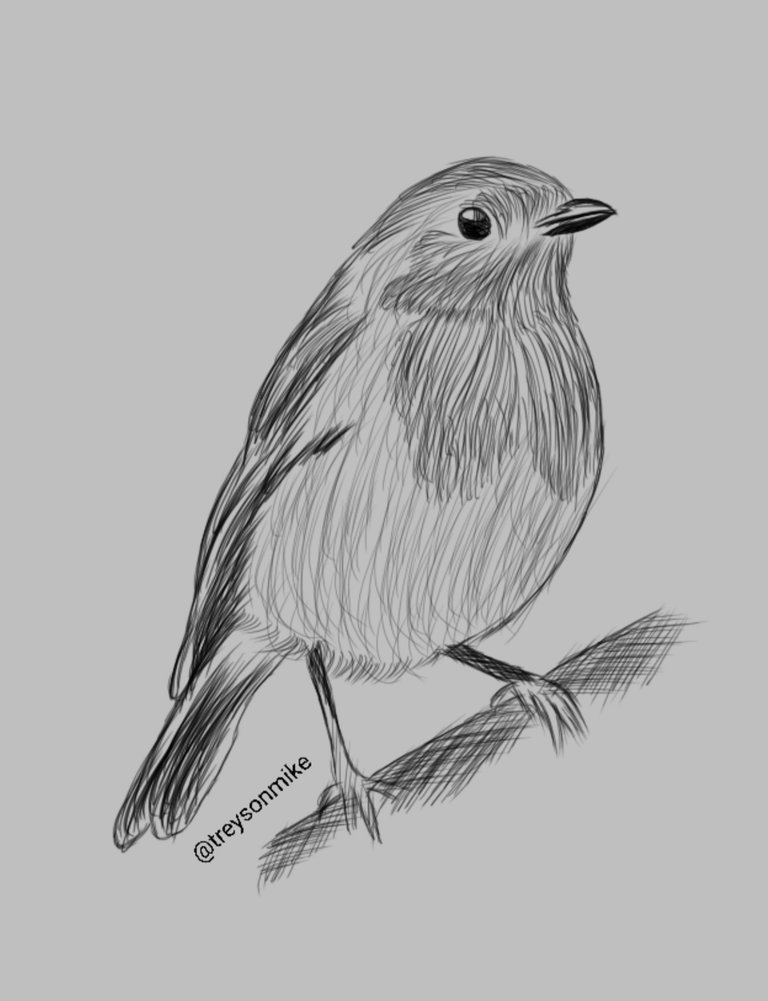 Bird Drawing 
