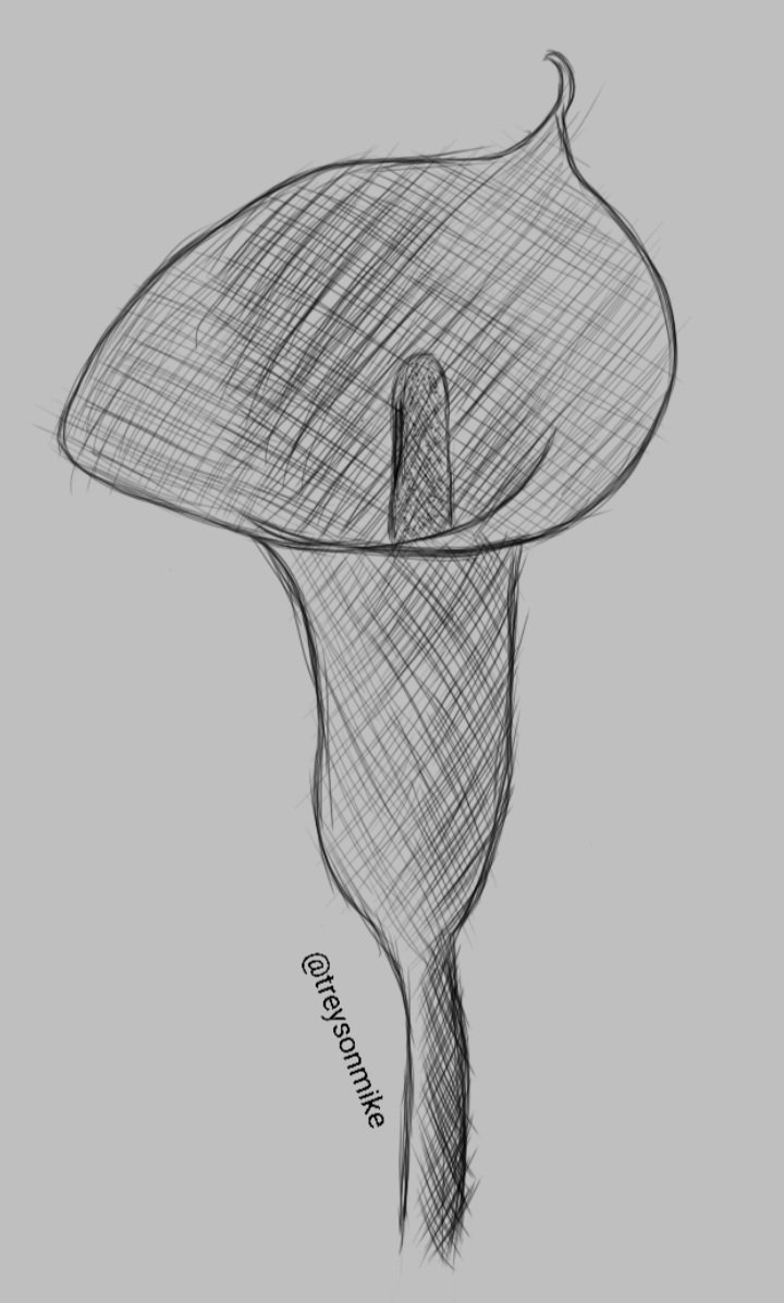 Tulip drawing
