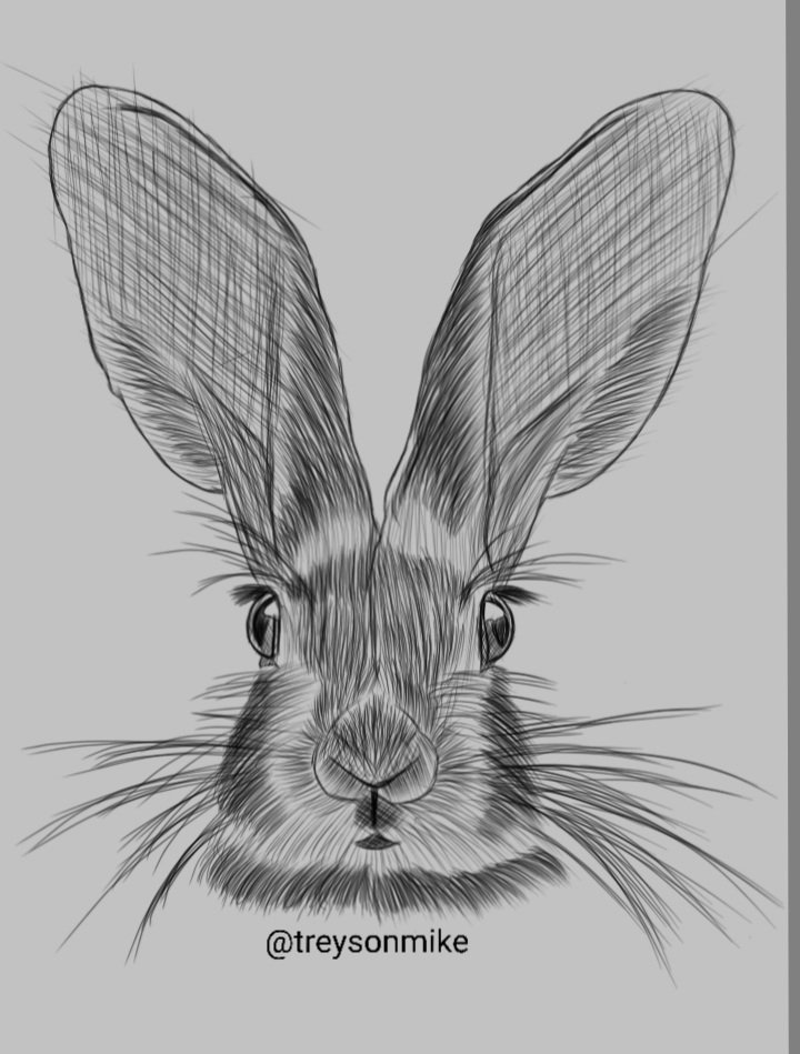 Rabbit Drawing 