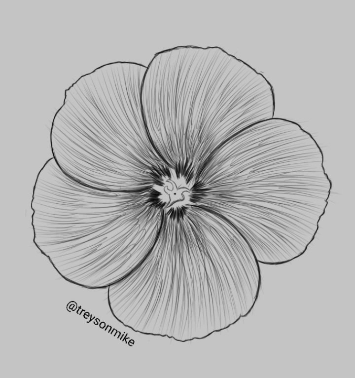 Flower Drawing
