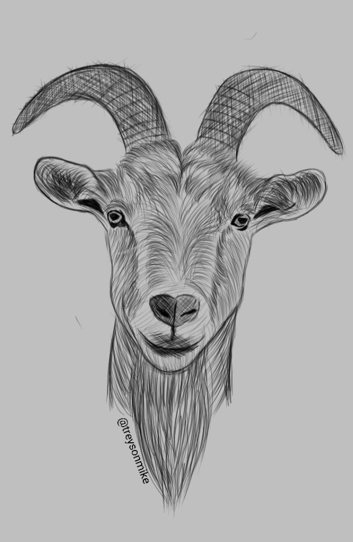 Wild Goat Drawing