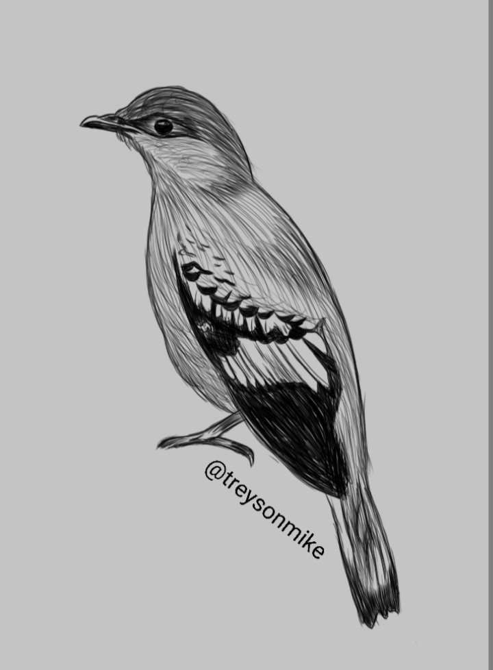 Bird Drawing