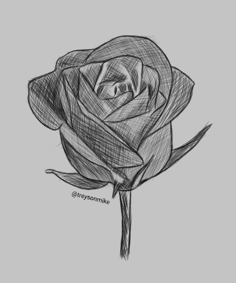 Rose drawing