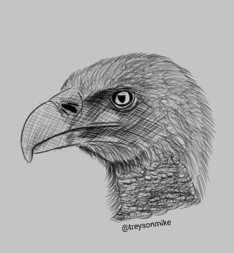 Vulture Drawing 