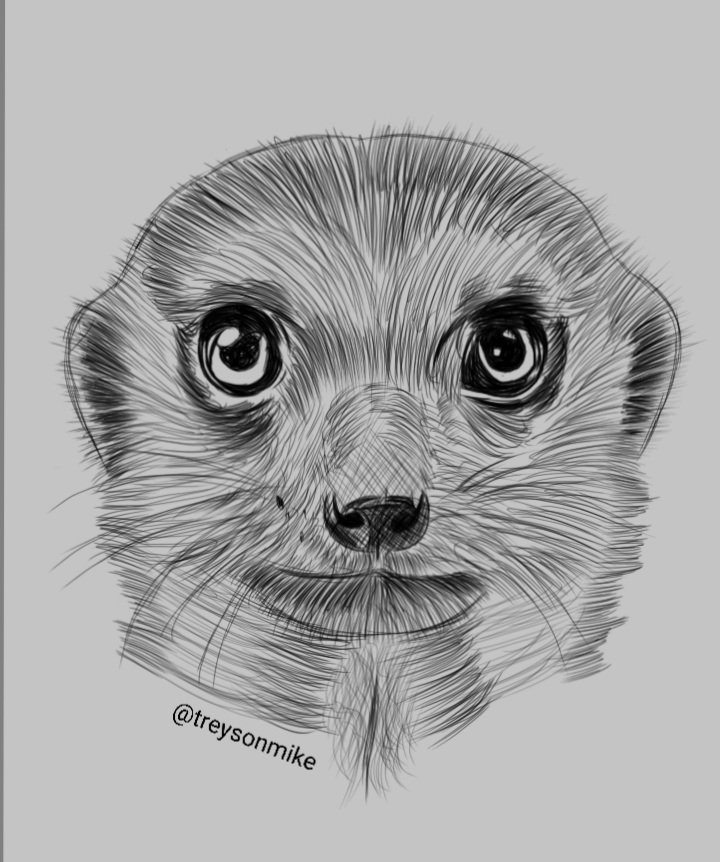 Meerkat Drawing