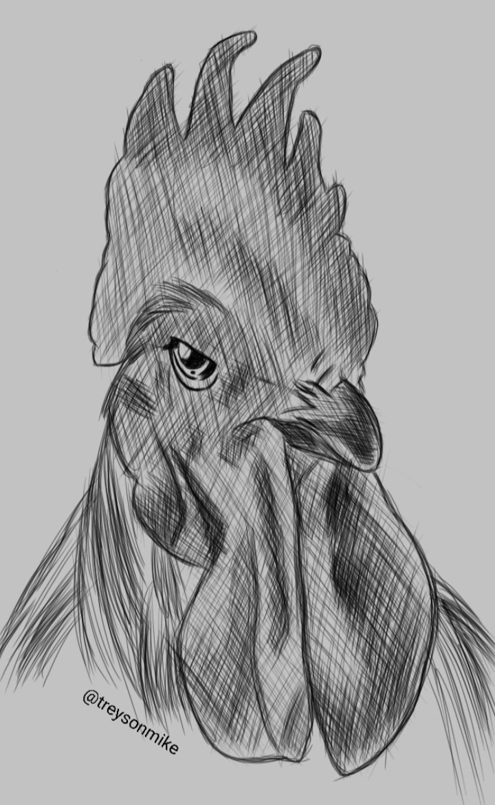 Male Chicken drawing....