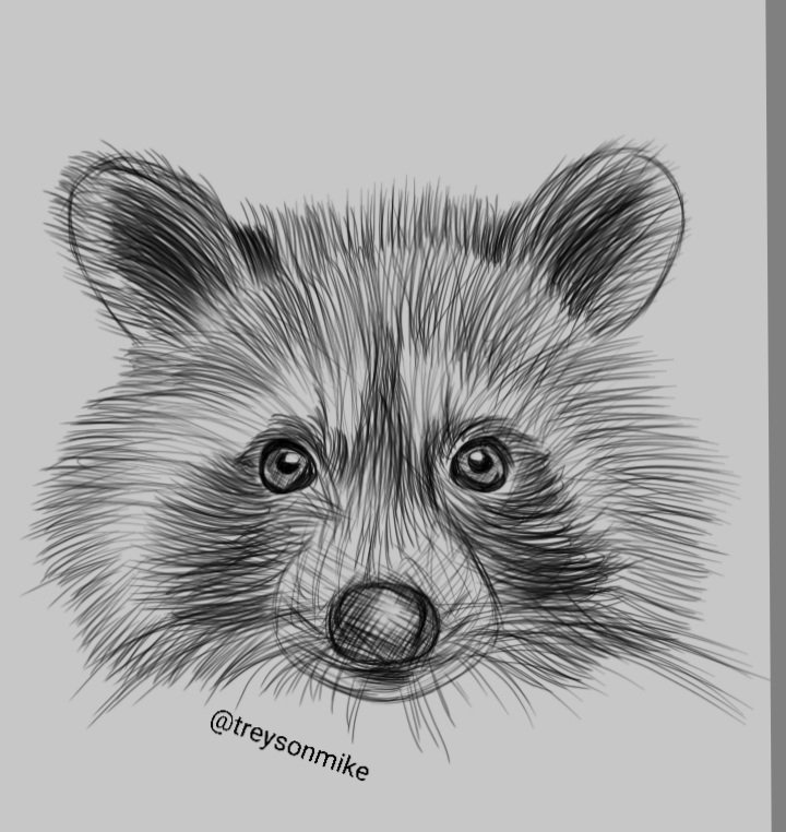 Racoon drawing.
