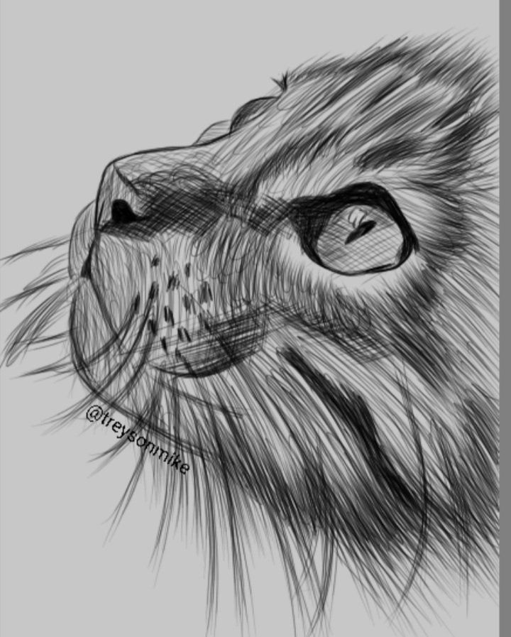 Cat Drawing 