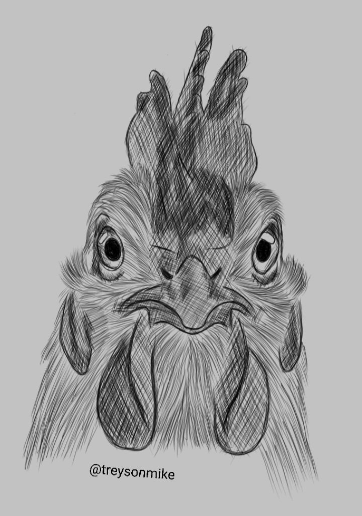 Cock portrait drawing.