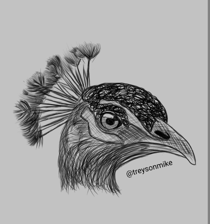 Peacock Drawing