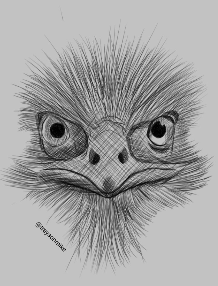 Ostrich Drawing