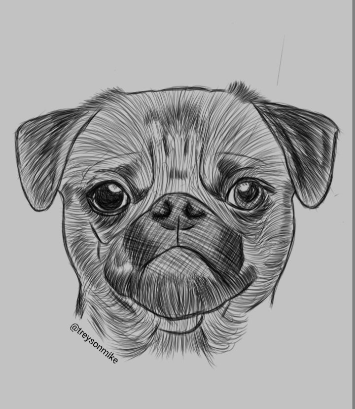 Pug Drawing.