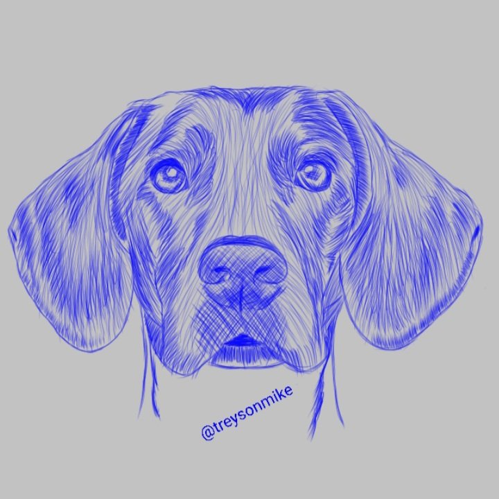 Dog Drawing