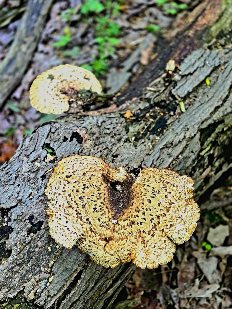 20250526_065838.jpg