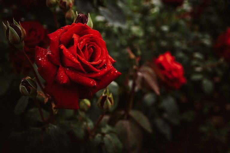 roses.jpg