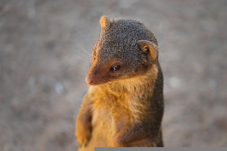 mongoose-5427152_960_720.jpg