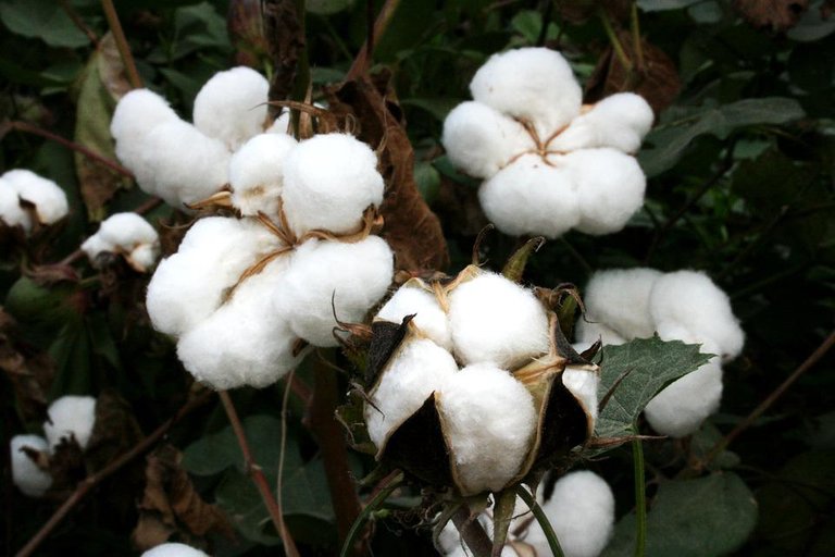 cotton-4220654_960_720.jpg