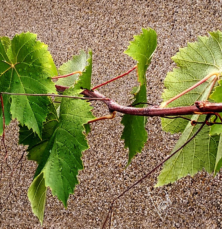 HOJAS MOJADAS PARRA TRINABRIL.jpg