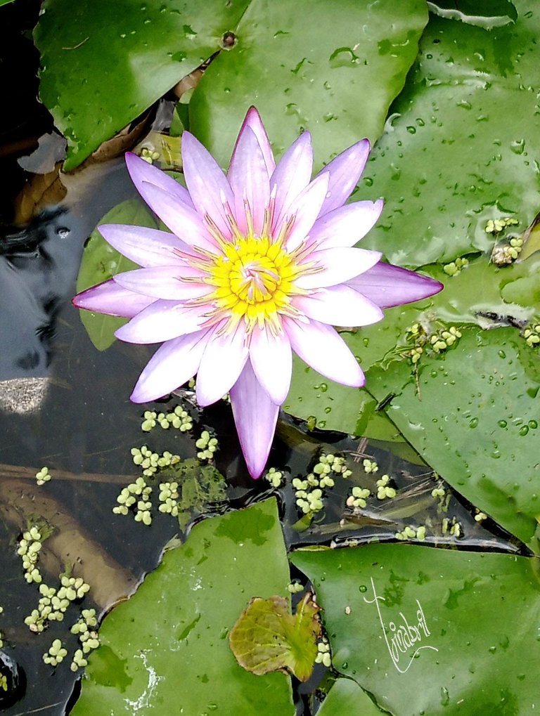 FLOR EN EL CHARCO.jpg