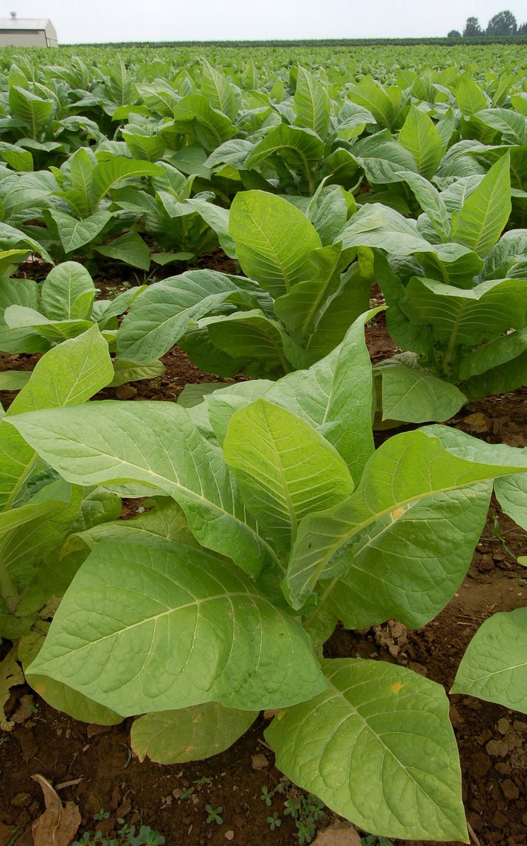 Nicotiana_Tobacco_Plants_1909px.jpg