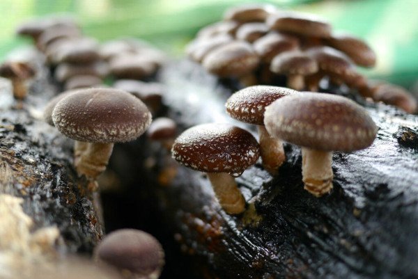 Growing-mushrooms-on-logs-1-1-1024x684.jpeg