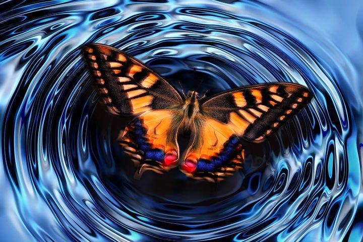 butterfly-4847628__480.jpg