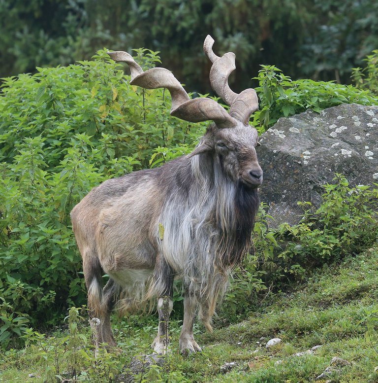 Markhor_Schraubenziege_Capra_falconeri_Zoo_Augsburg-02.jpg