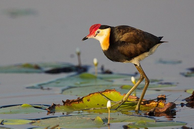 Irediparra_gallinacea_-_Comb-crested_Jacana.jpg