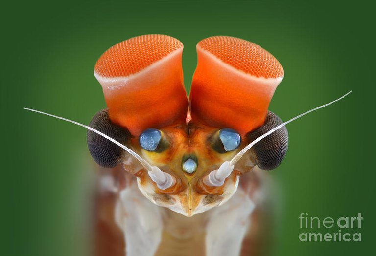 male-mayfly-macro-microscopy-matthias-lenke.jpg