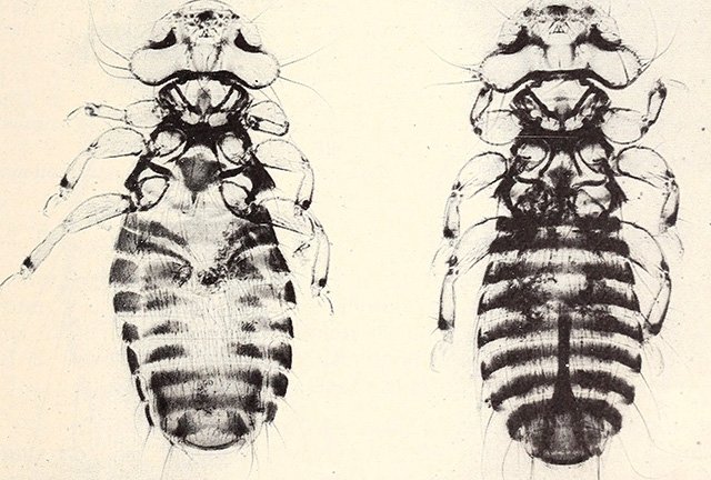 louse032123.jpg