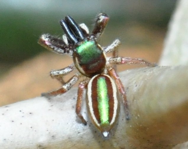 🍉 🥒🥗 🕷️ The Vegetarian Spider 🥗 🍉🥒🕷️