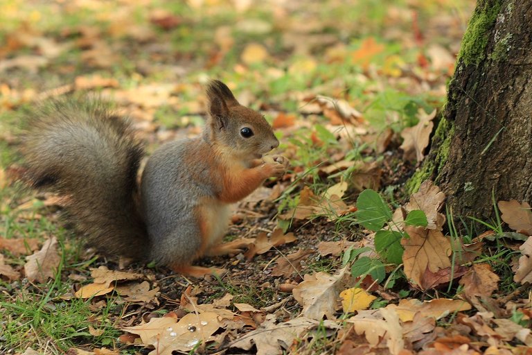 Squirrel_in_Seurasaari_autumn.JPG