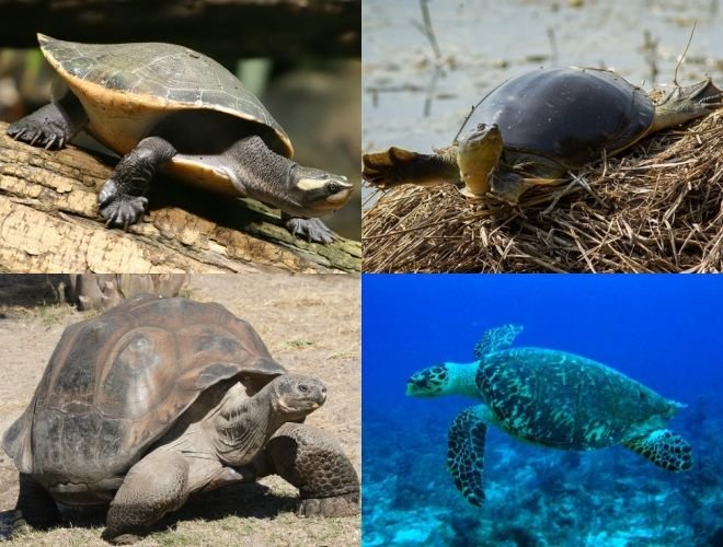 Turtle_diversity.jpg
