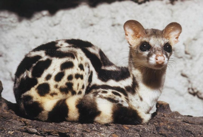 asiatic-linsang-while-looking-identical-to-civets-are-v0-3bisapnlontc1.jpeg