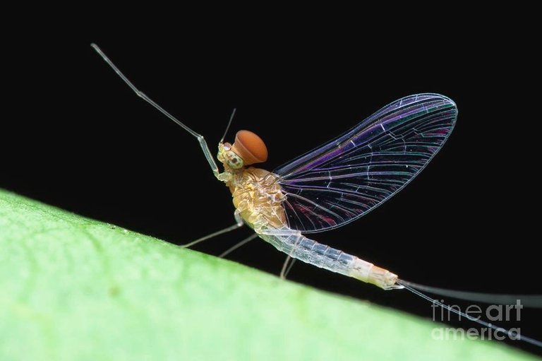 male-mayfly-melvyn-yeoscience-photo-library.jpg