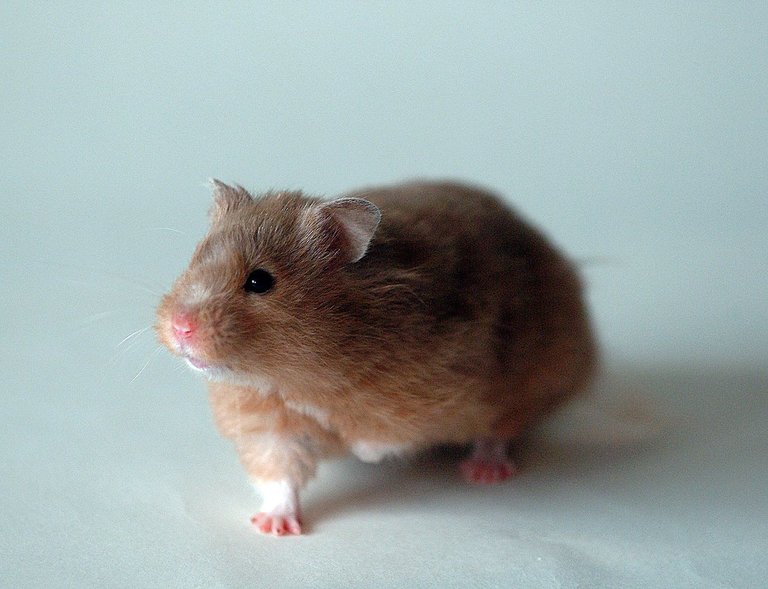 1280px-Golden_hamster_front_1.jpg