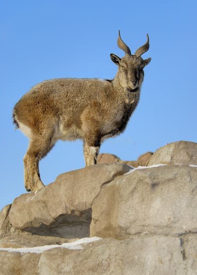 female-markhor-1903922.jpg