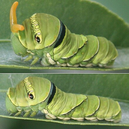 Papilio_xuthus_Larva_2011-07-01.jpg