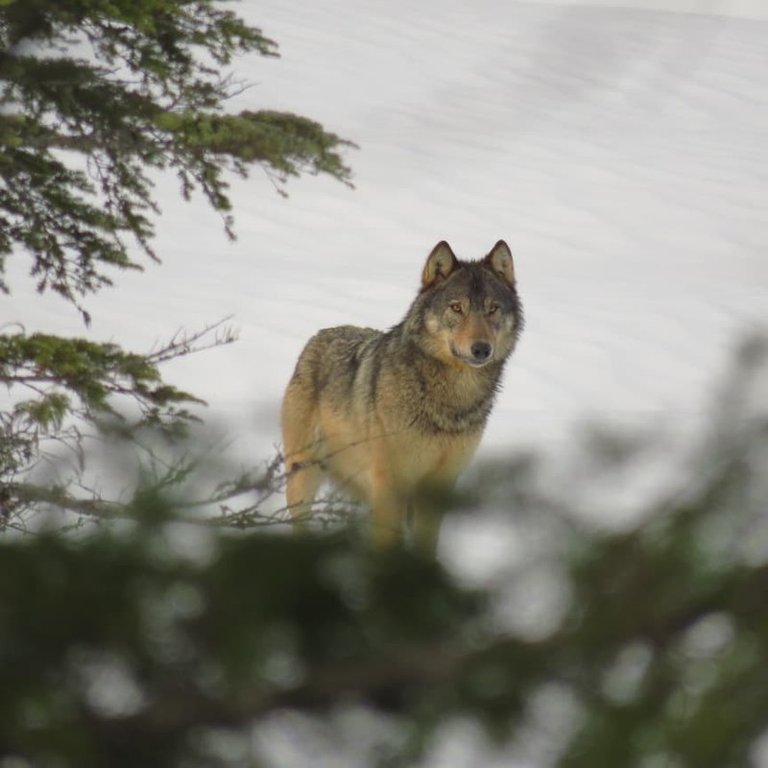 Gray_Wolf_imported_from_iNaturalist_photo_69204556_on_10_September_2022.jpg