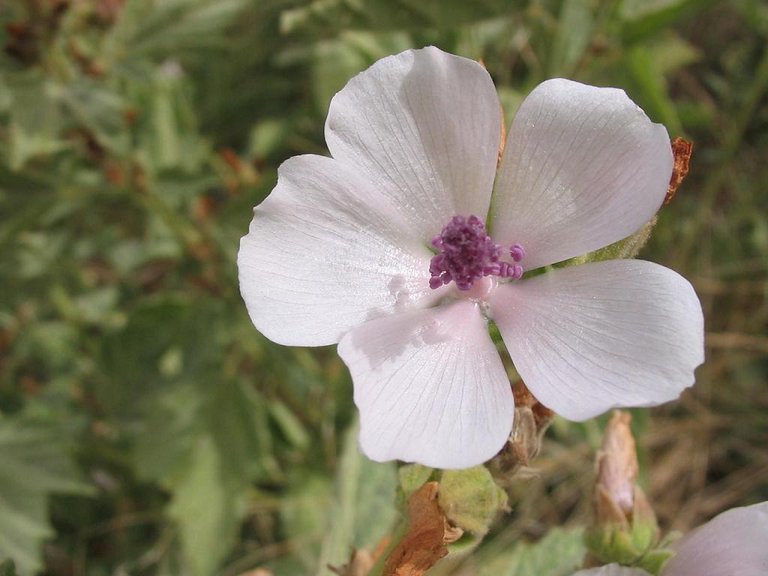 Althea_officinalis_flor.jpg