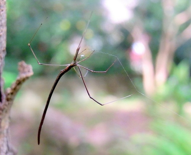 Whip_Spider_Chatswood.JPG