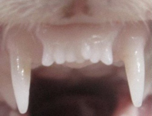 ferret-teeth.jpg