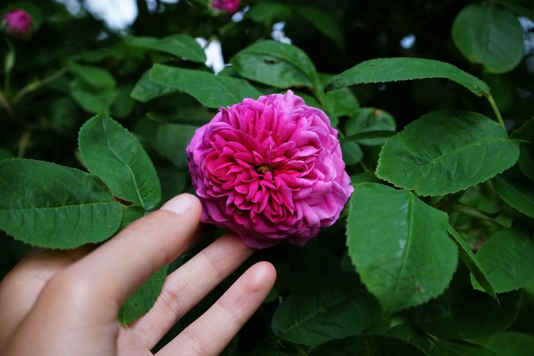 damask rose.JPG