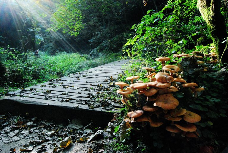 mushroom pathway.JPG