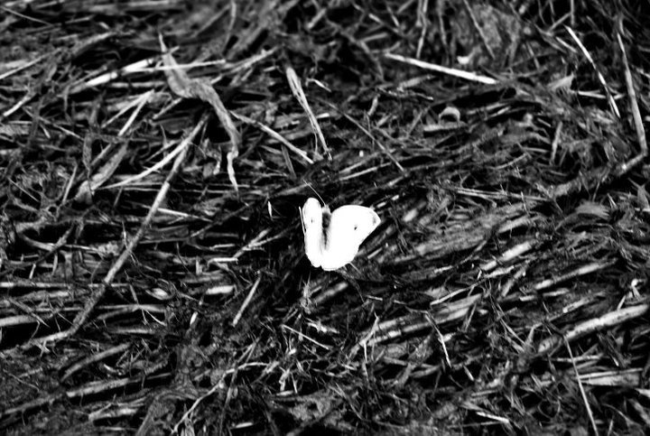 black and white butterfly.jpg