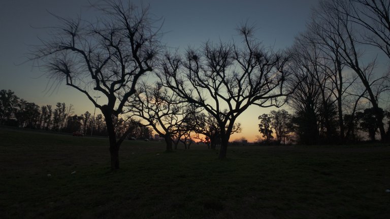 Atardecer arboles.jpg