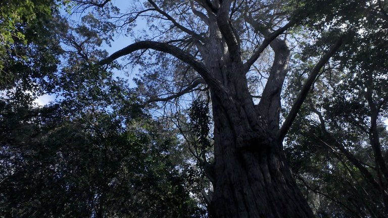 Arbol reserva.jpg